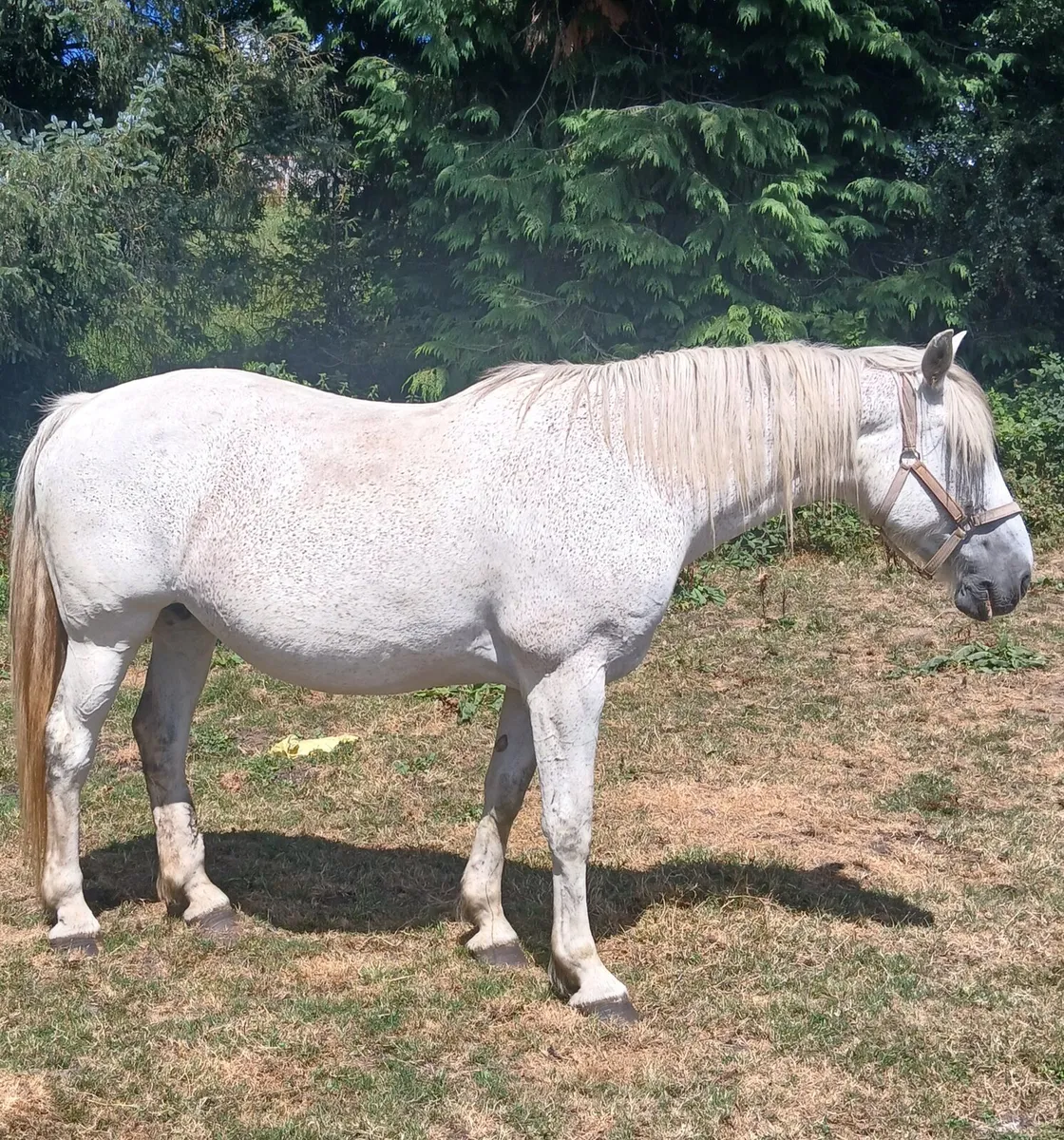 Irishdraught mare - Image 1
