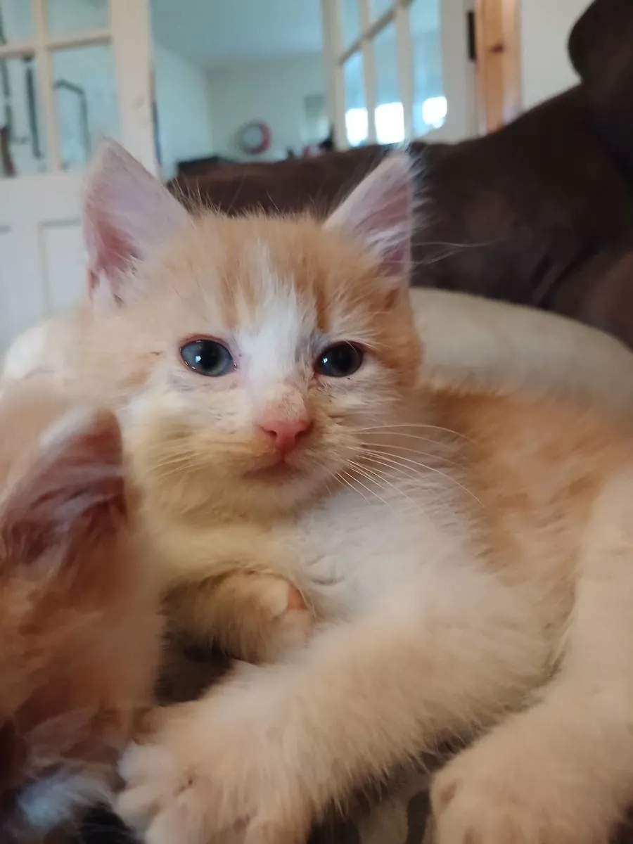 Kittens - Image 2