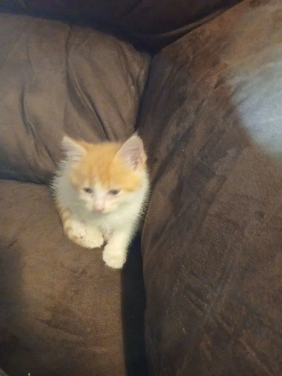 Kittens - Image 3
