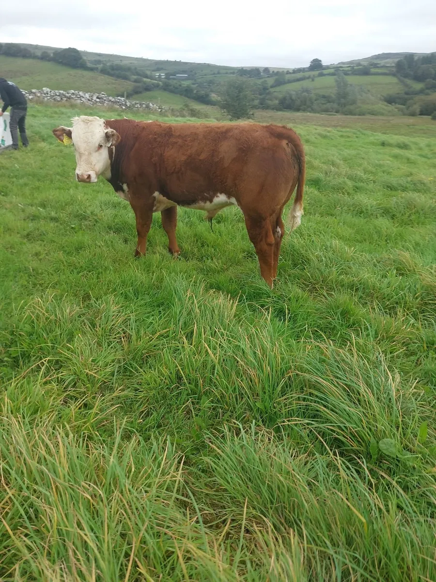 Bull weanlings - Image 3
