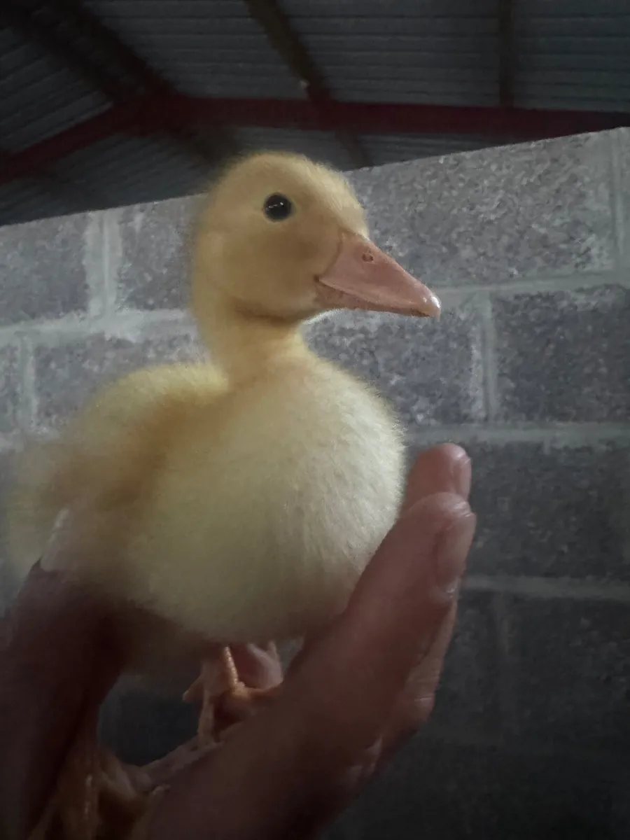 Aylesbury Ducks & Hatching eggs - Image 2