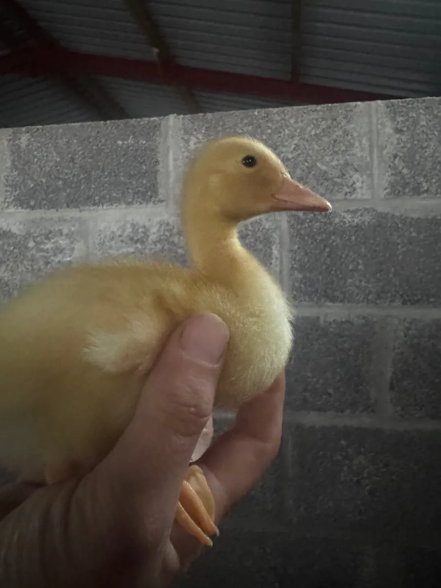 Aylesbury Ducks & Hatching eggs - Image 3