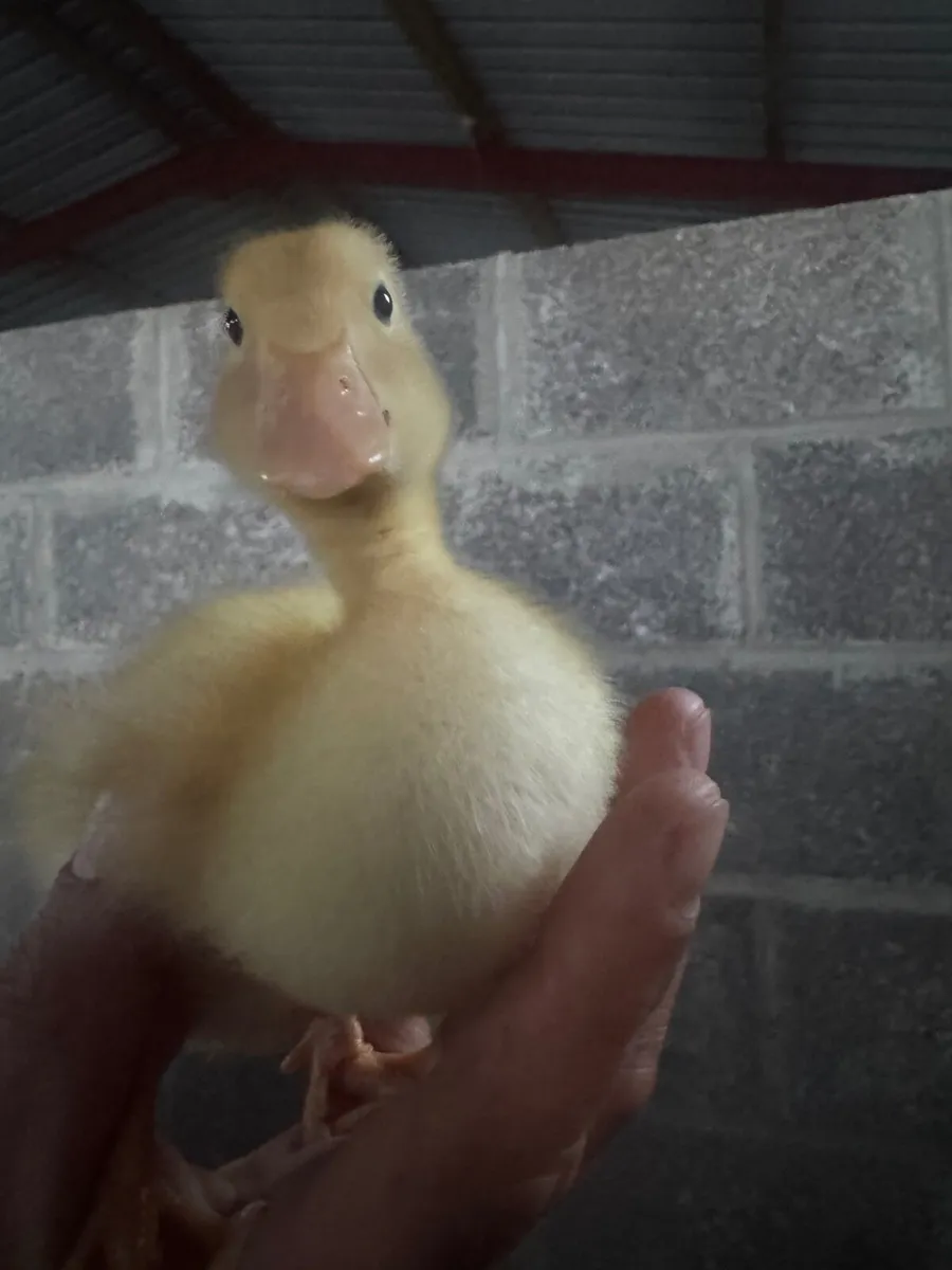 Aylesbury Ducks & Hatching eggs - Image 1