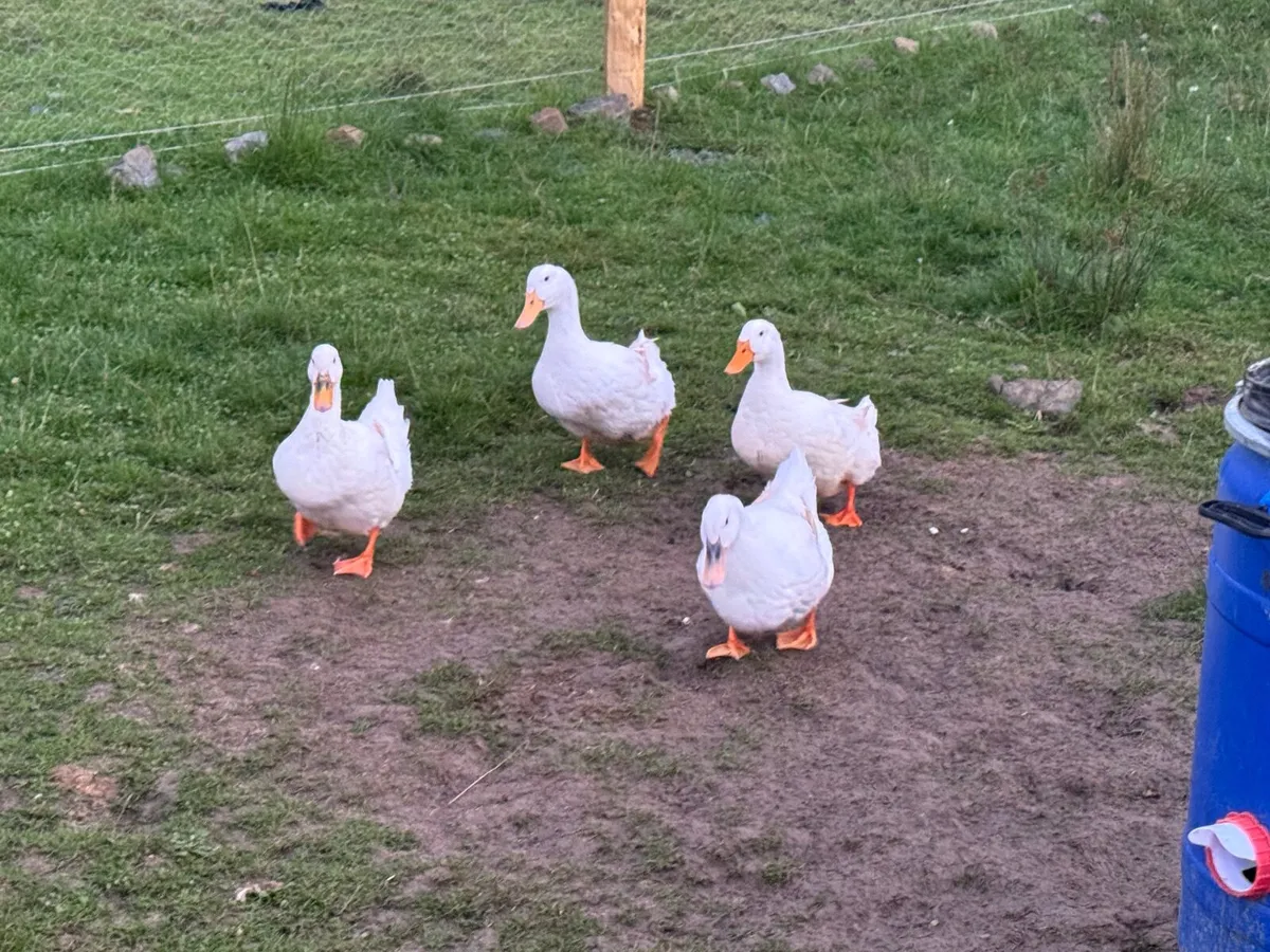 Aylesbury Ducks & Hatching eggs - Image 4