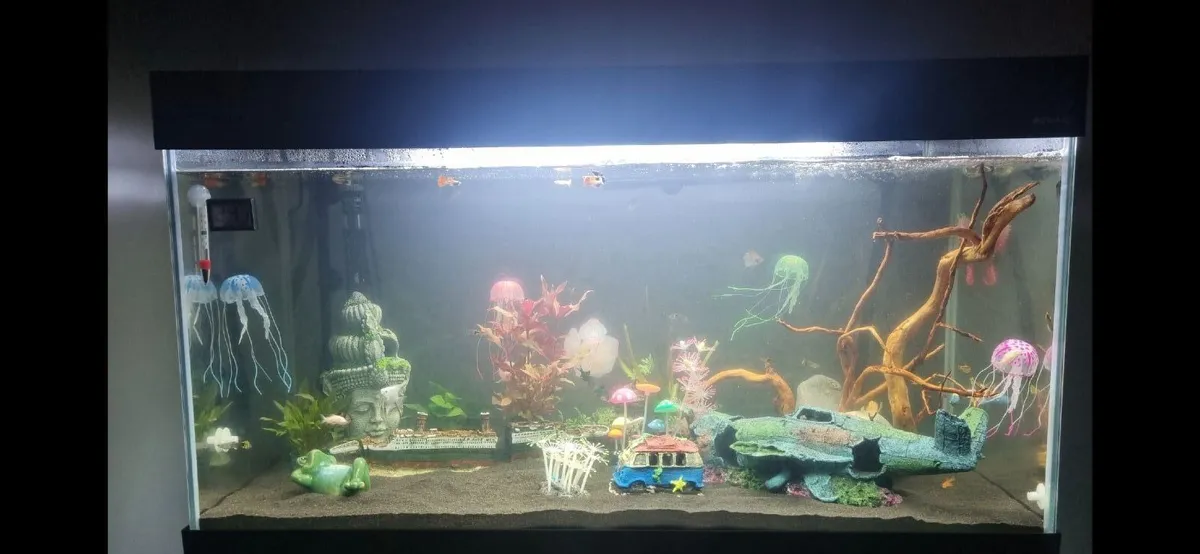 Fish tank - Image 2