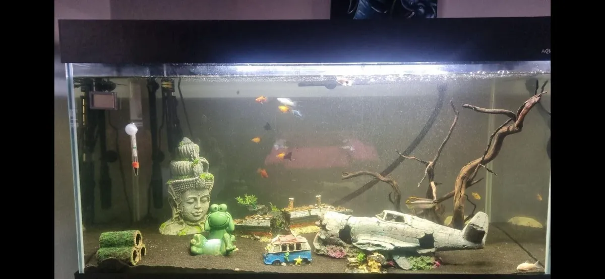 Fish tank - Image 3