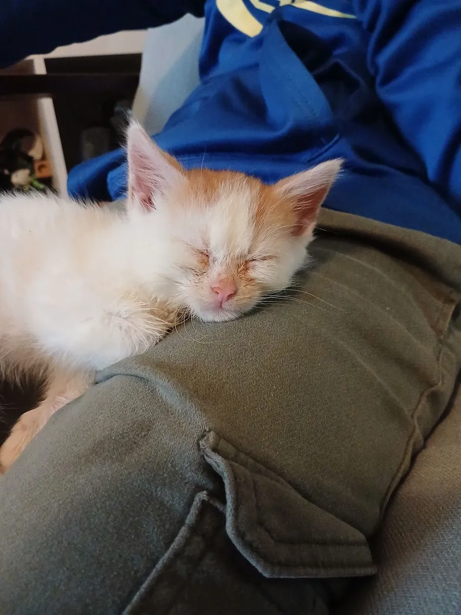 Kittens - Image 4