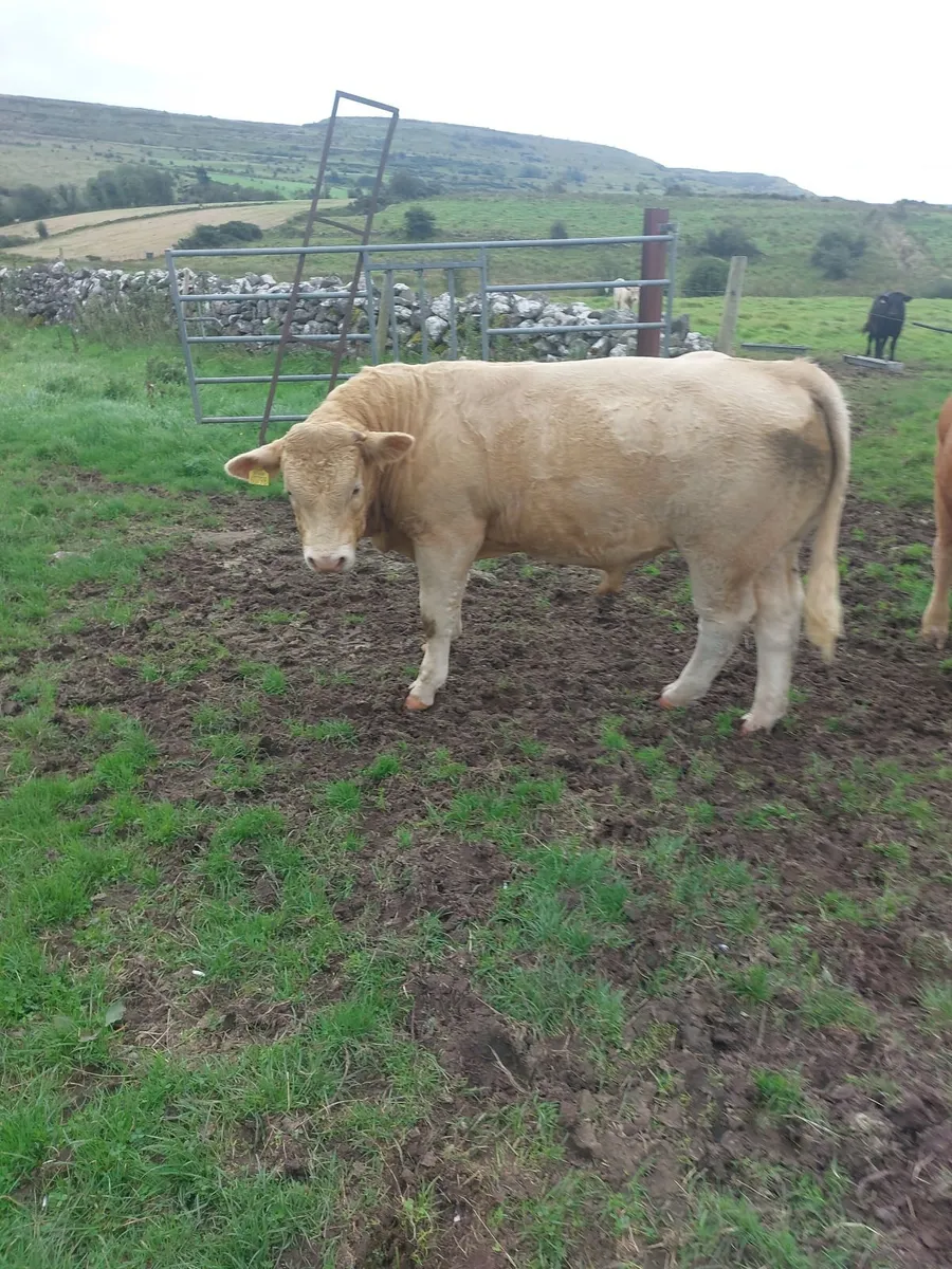 Limousin/Charolais Hybred Bull - Image 1
