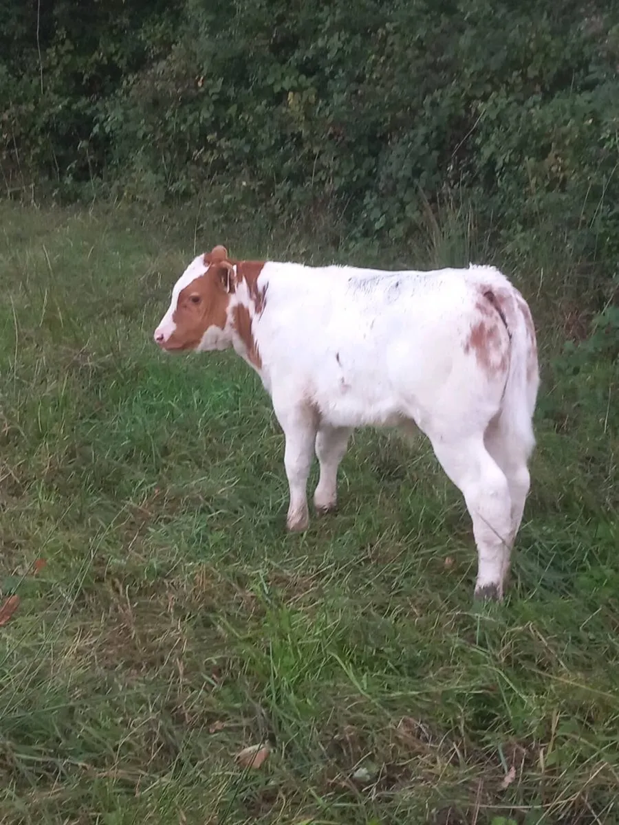 Calves - Image 1