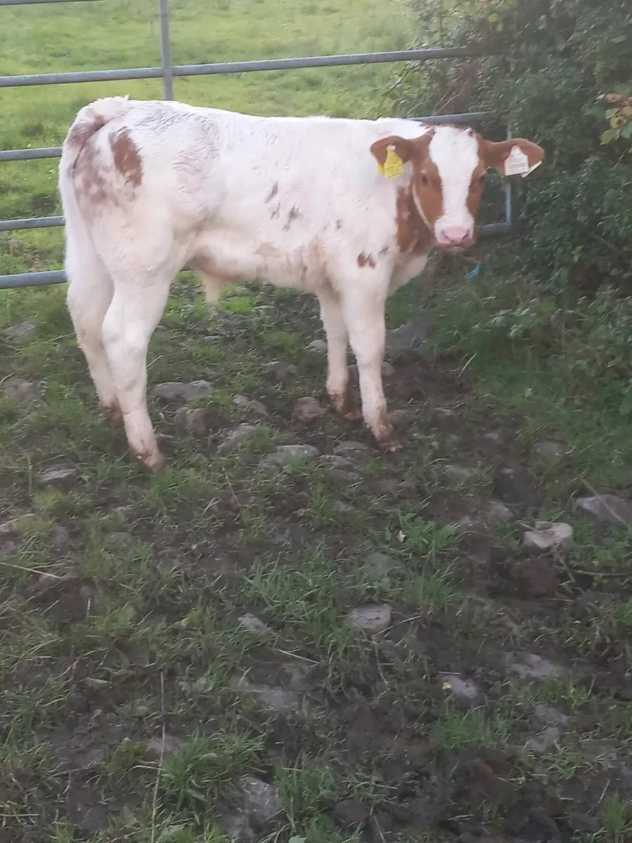 Calves - Image 2