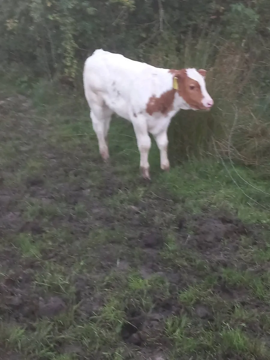 Calves - Image 3