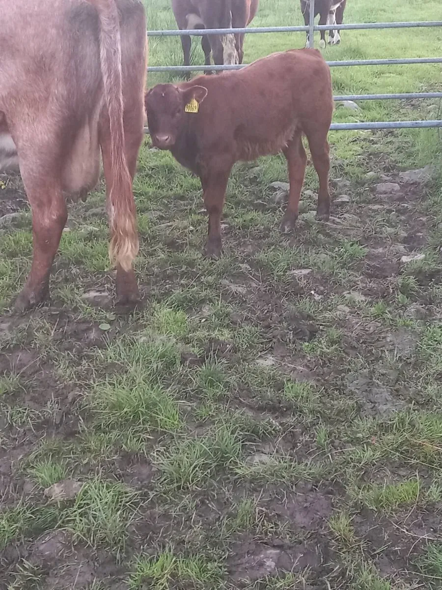 Calves - Image 4