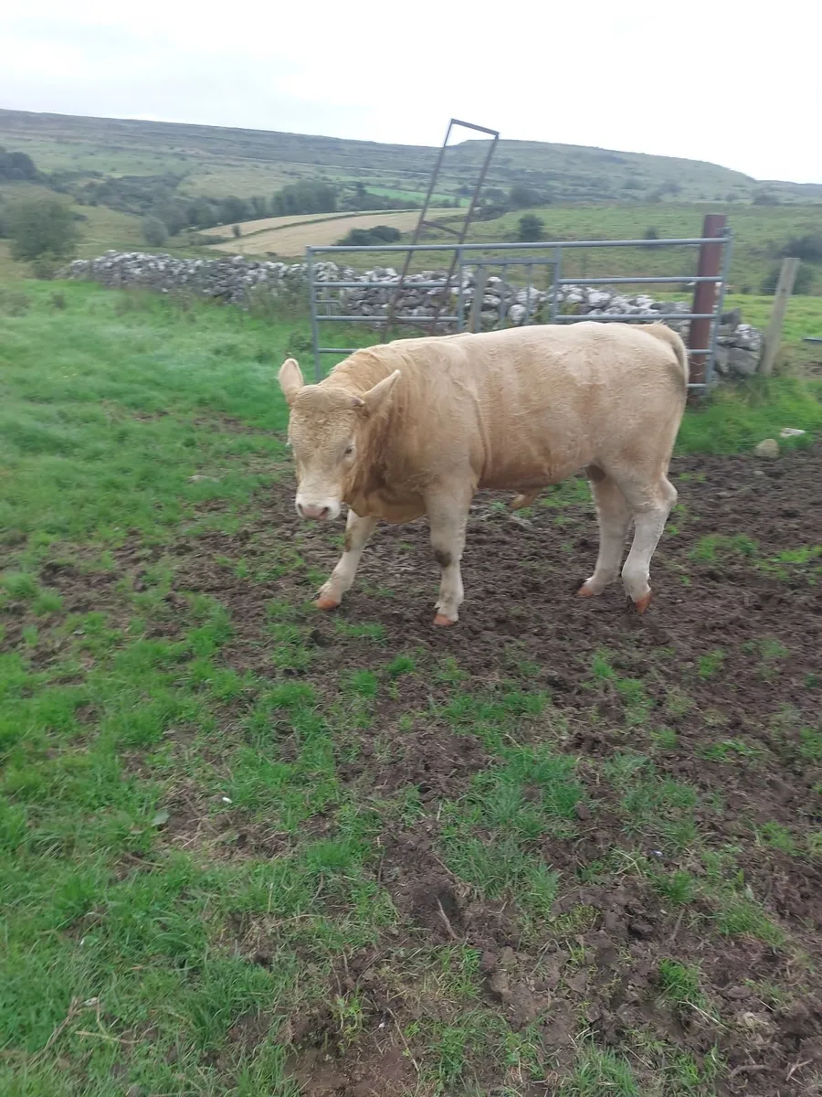 Limousin/Charolais Hybred Bull - Image 4