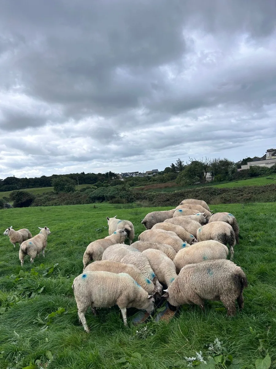 Store Lambs - Image 3