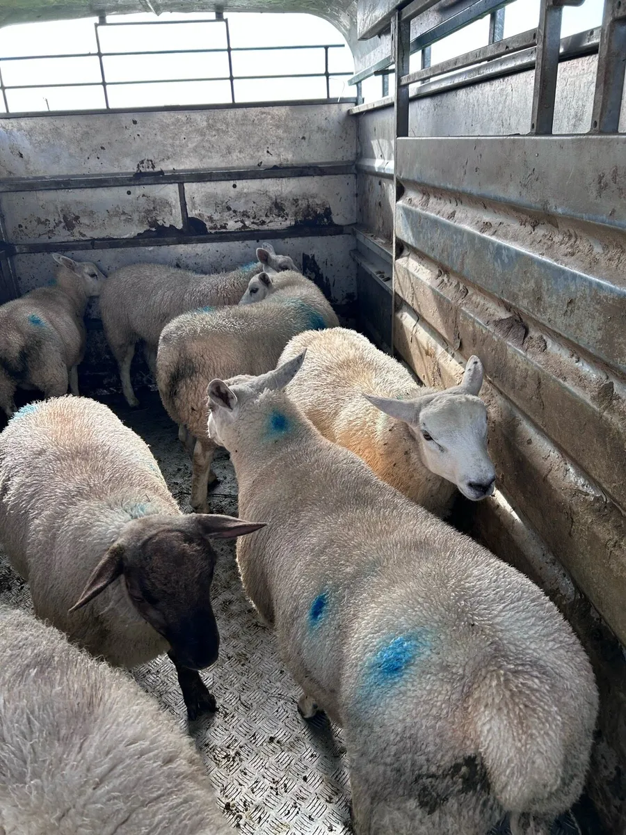 Store Lambs - Image 1