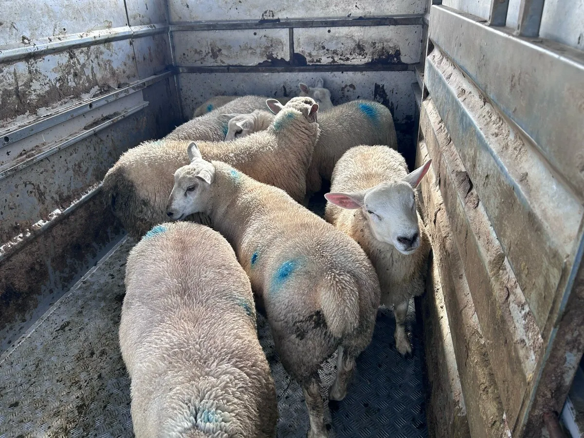 Store Lambs - Image 4