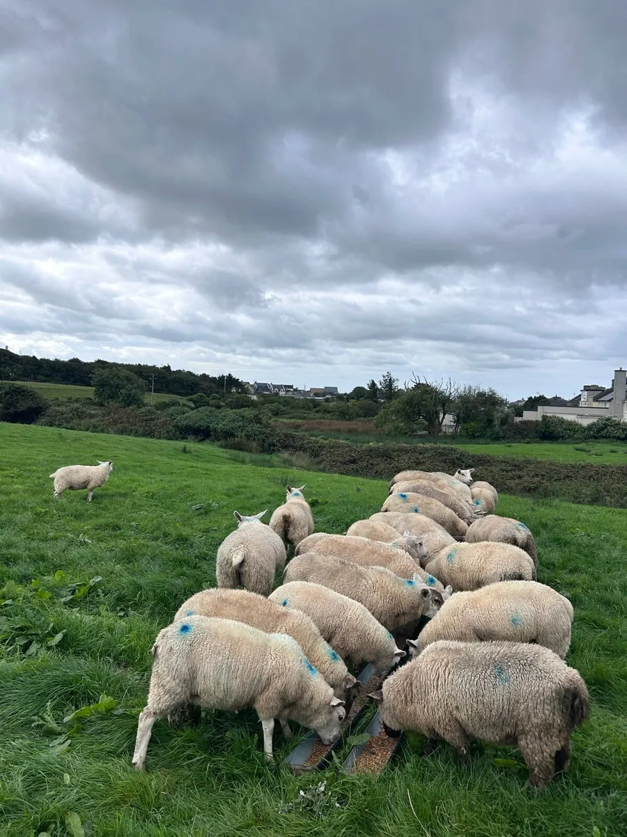 Store Lambs - Image 2