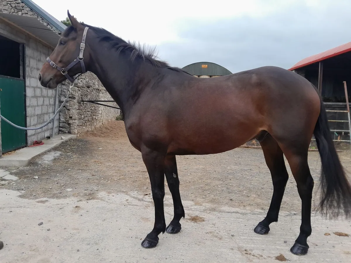 Horse - Image 1