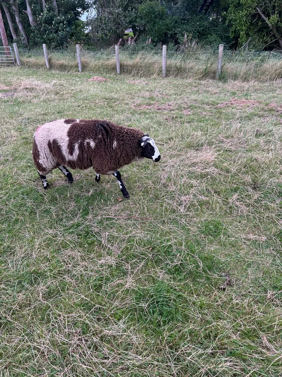 Dutch spotted Shearling ram & ram lambs for sale - Image 2