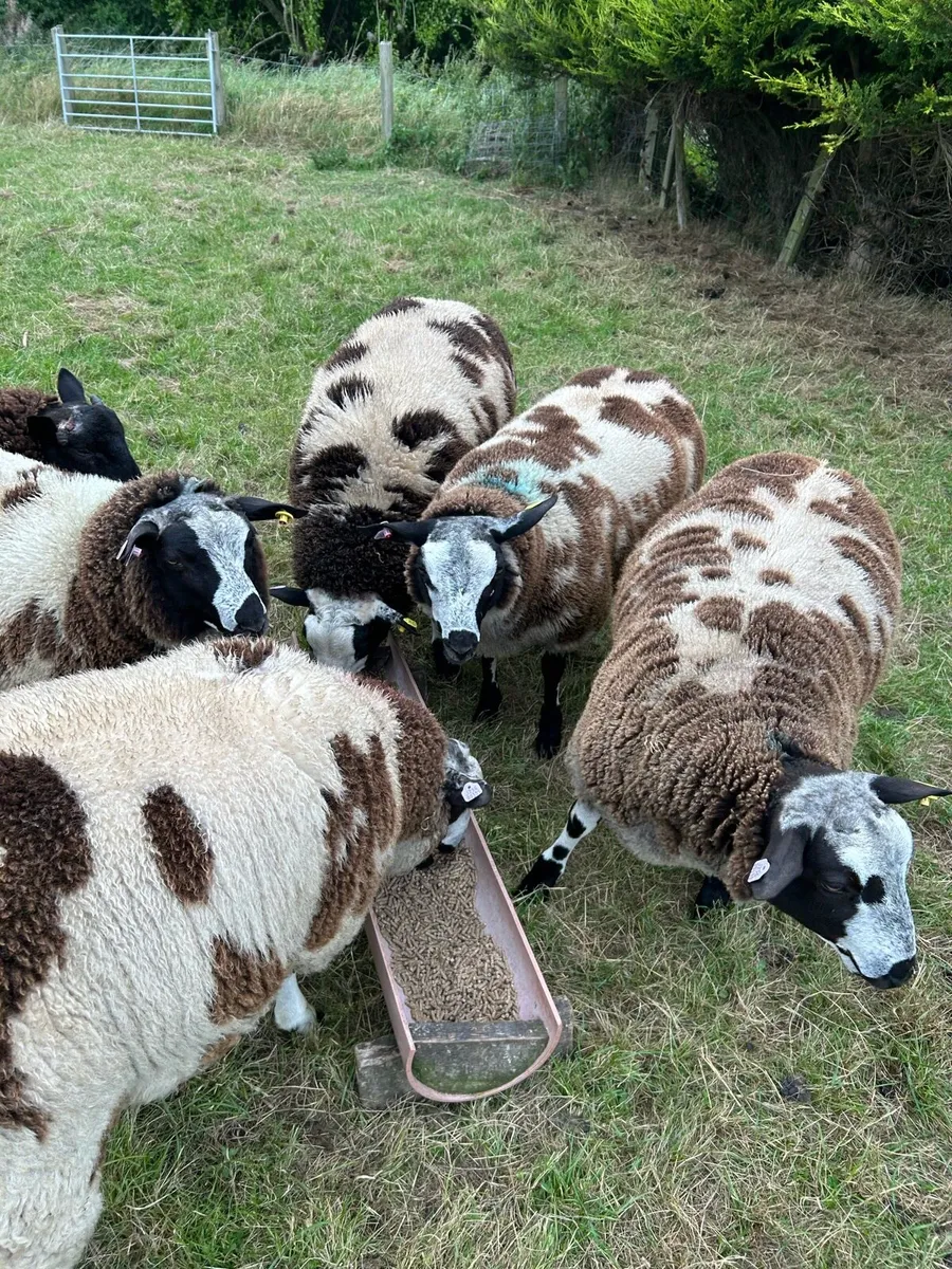 Dutch spotted Shearling ram & ram lambs for sale - Image 3