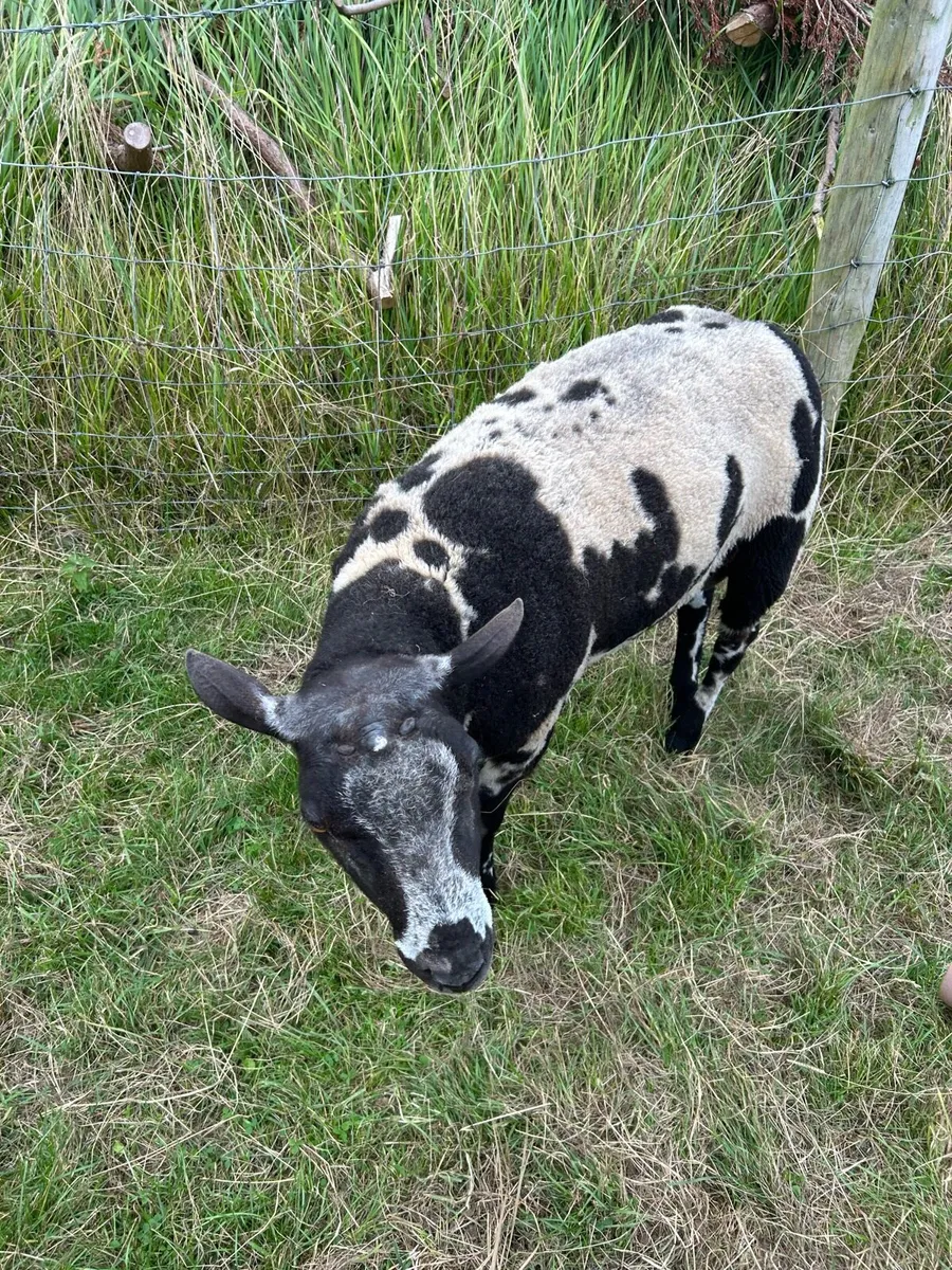Dutch spotted Shearling ram & ram lambs for sale - Image 1