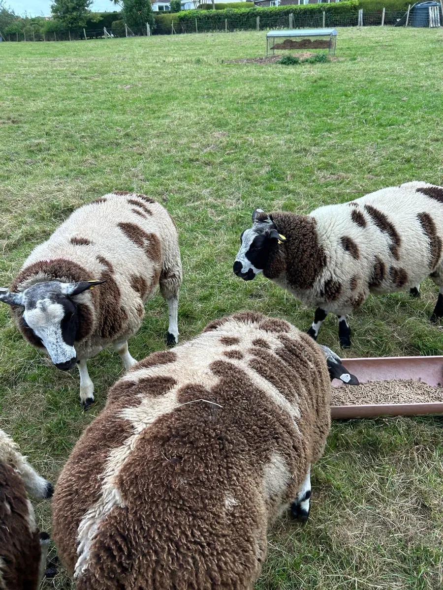 Dutch spotted Shearling ram & ram lambs for sale - Image 4