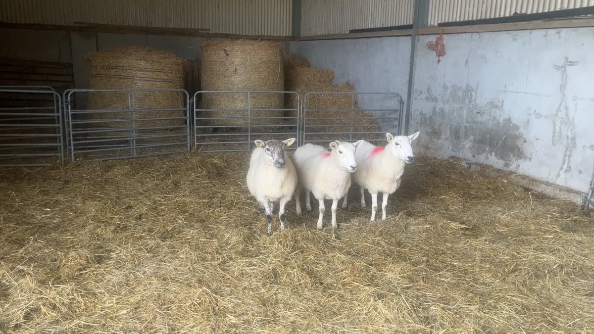 Cheviot X Ewes - Image 1