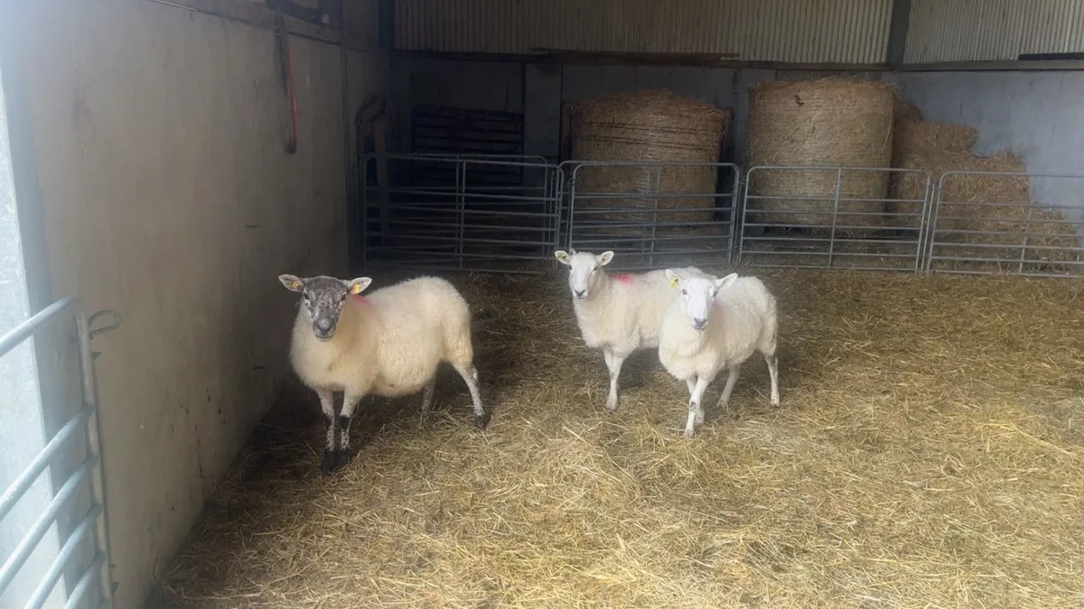 Cheviot X Ewes - Image 2