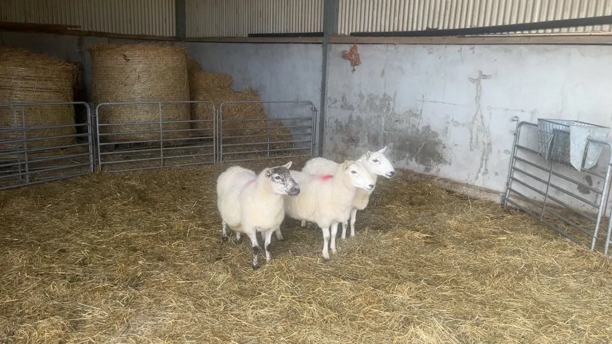 Cheviot X Ewes - Image 3