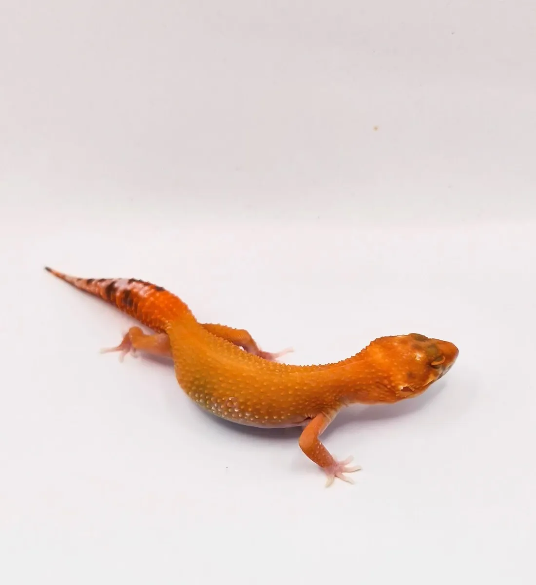 Leopard gecko - Image 1
