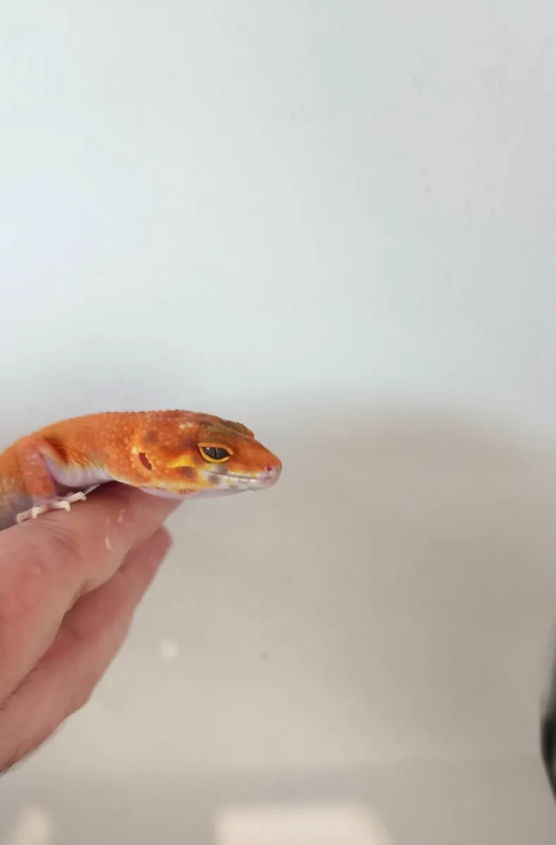 Leopard gecko - Image 2