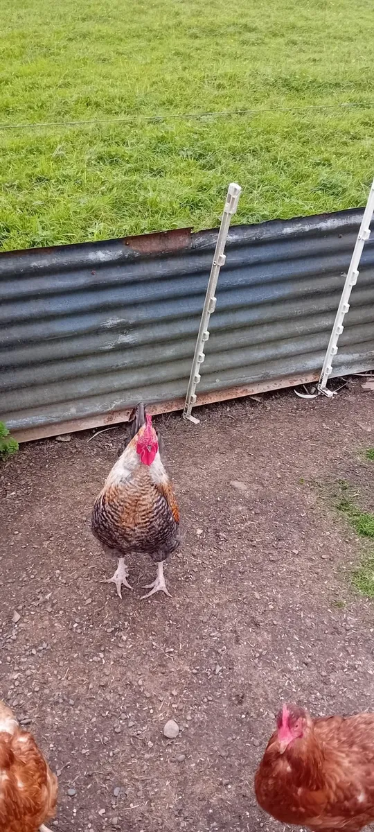 Poultry - Image 2