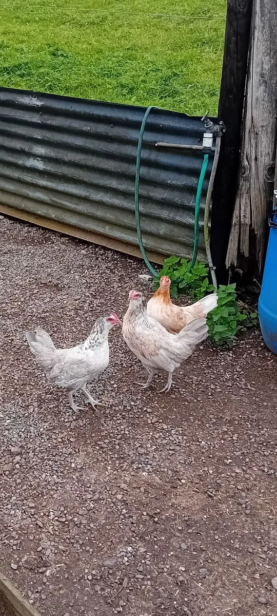 Poultry - Image 1