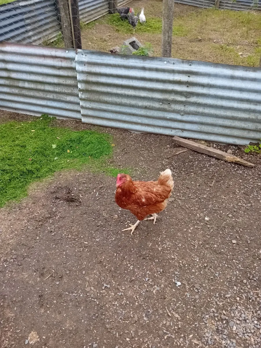Poultry - Image 4