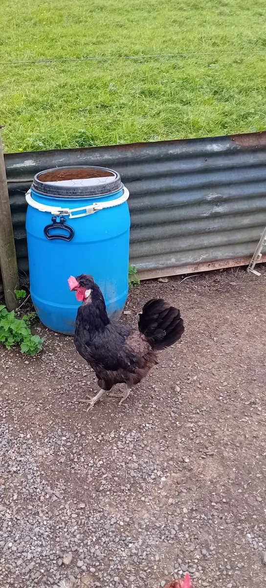 Poultry - Image 3