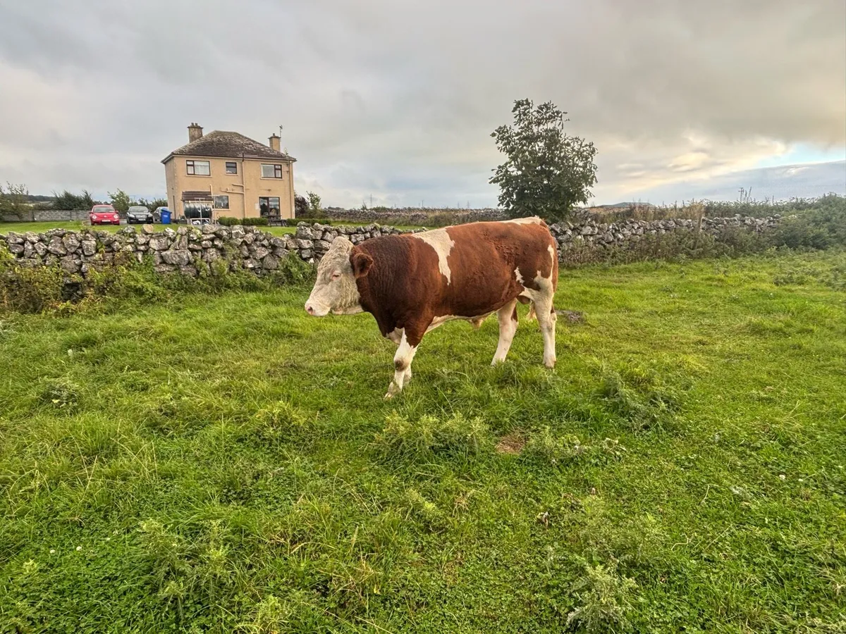 Fleckvieh bull - Image 3
