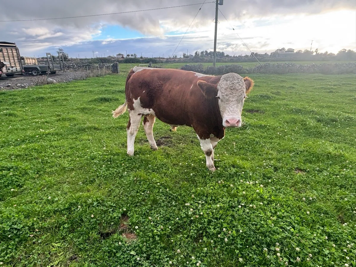 Fleckvieh bull - Image 4