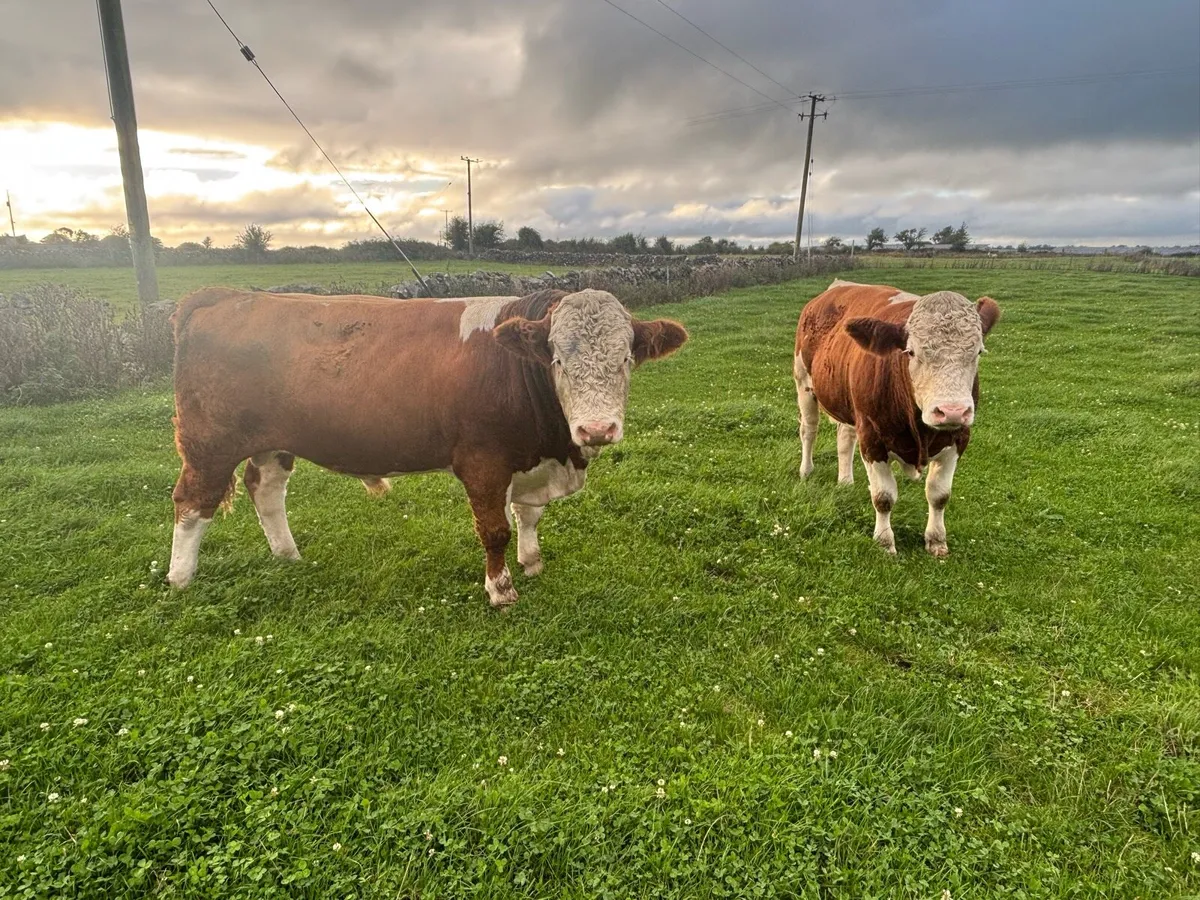 Fleckvieh bull - Image 2