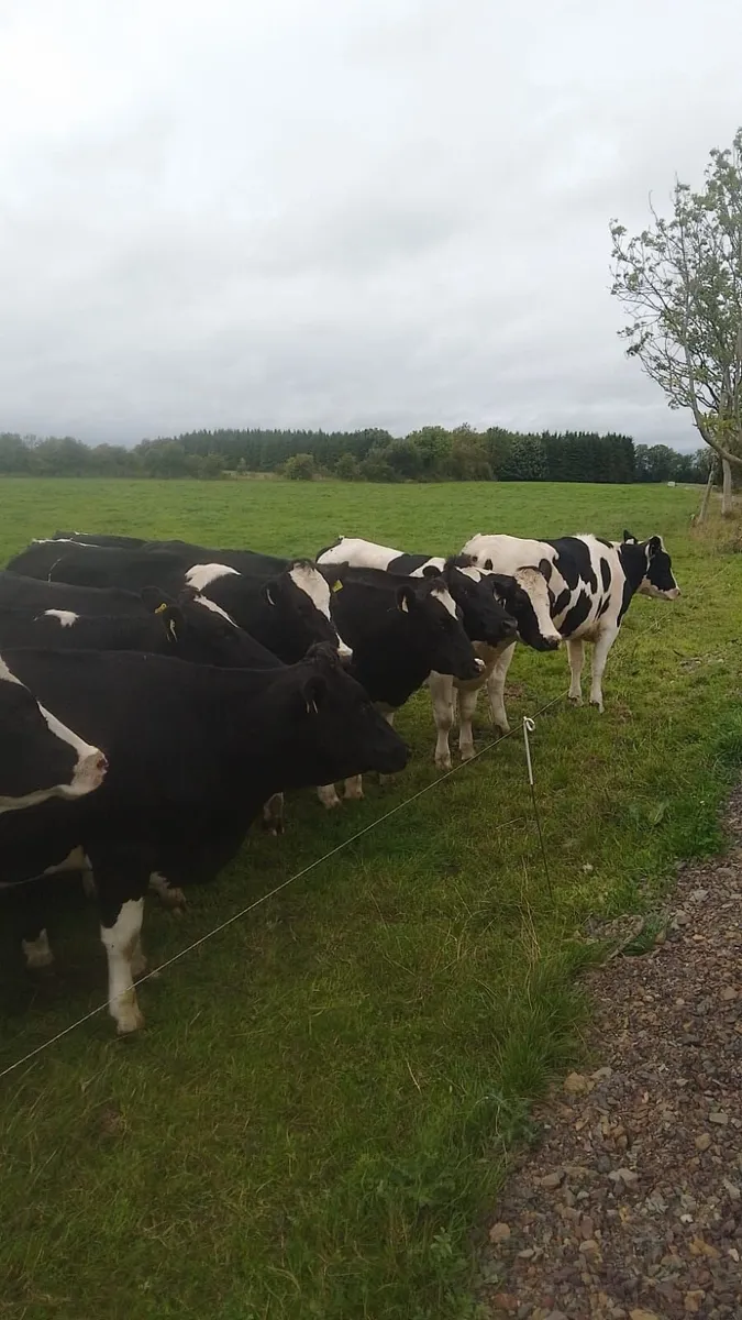 10 High EBI Dairy Maiden Heifers for sale - Image 2