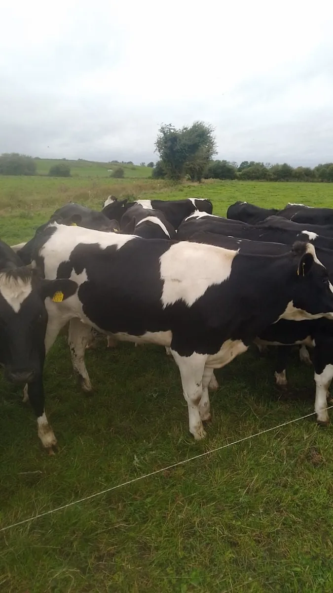10 High EBI Dairy Maiden Heifers for sale - Image 1