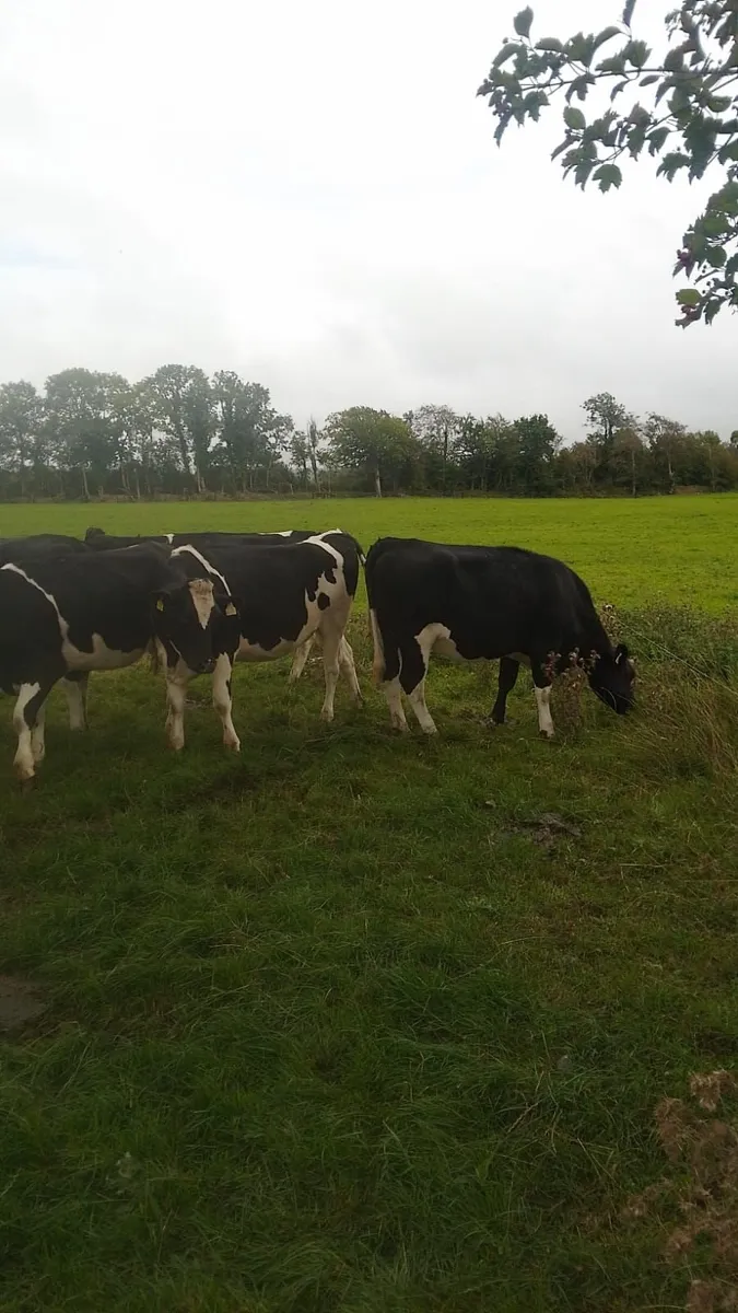 10 High EBI Dairy Maiden Heifers for sale - Image 3