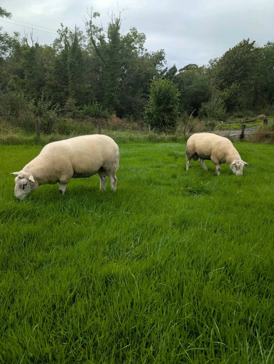 Pedigree Belclare Hogget Rams - SIS 5⭐ - Image 1