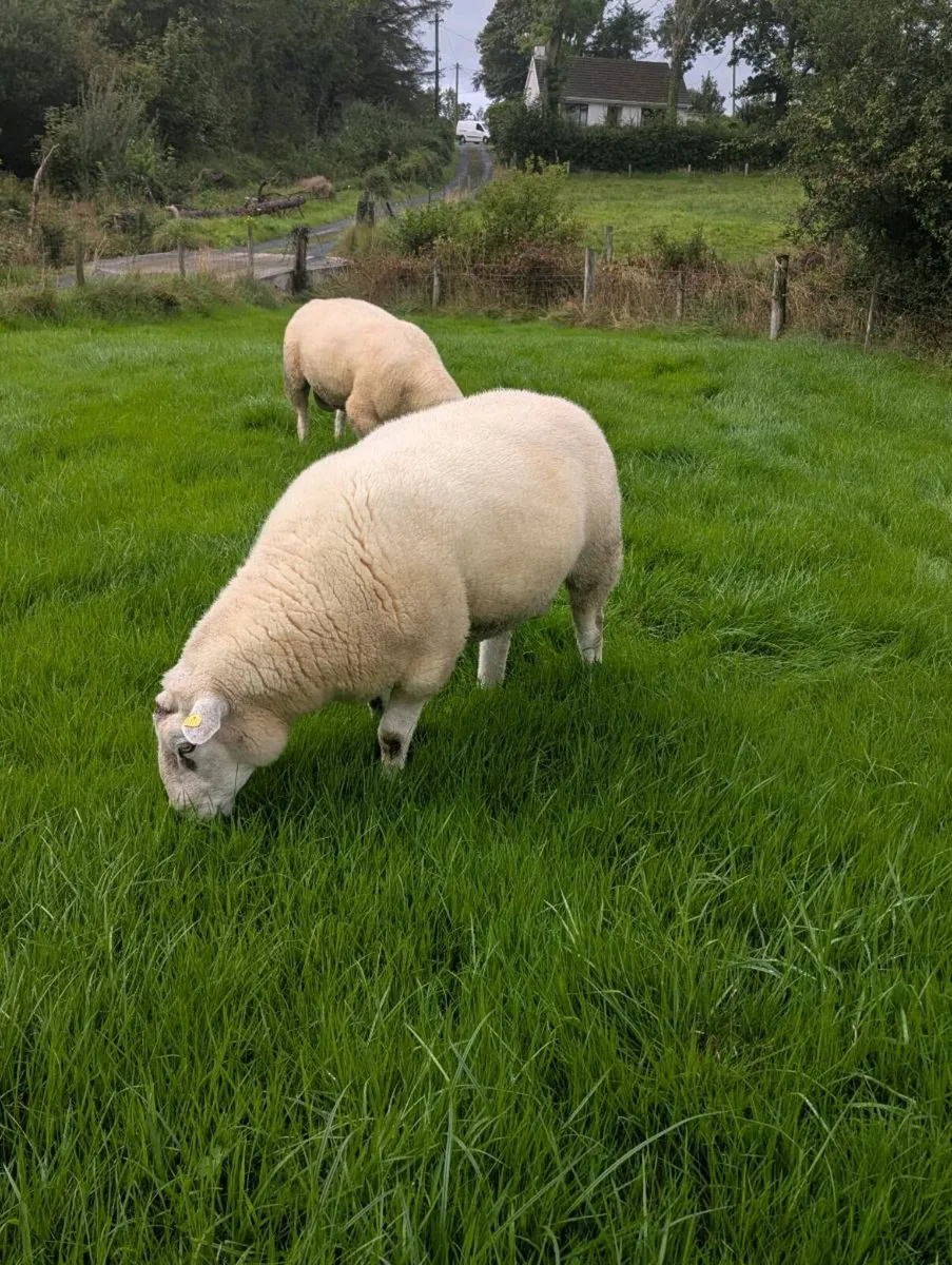 Pedigree Belclare Hogget Rams - SIS 5⭐ - Image 2