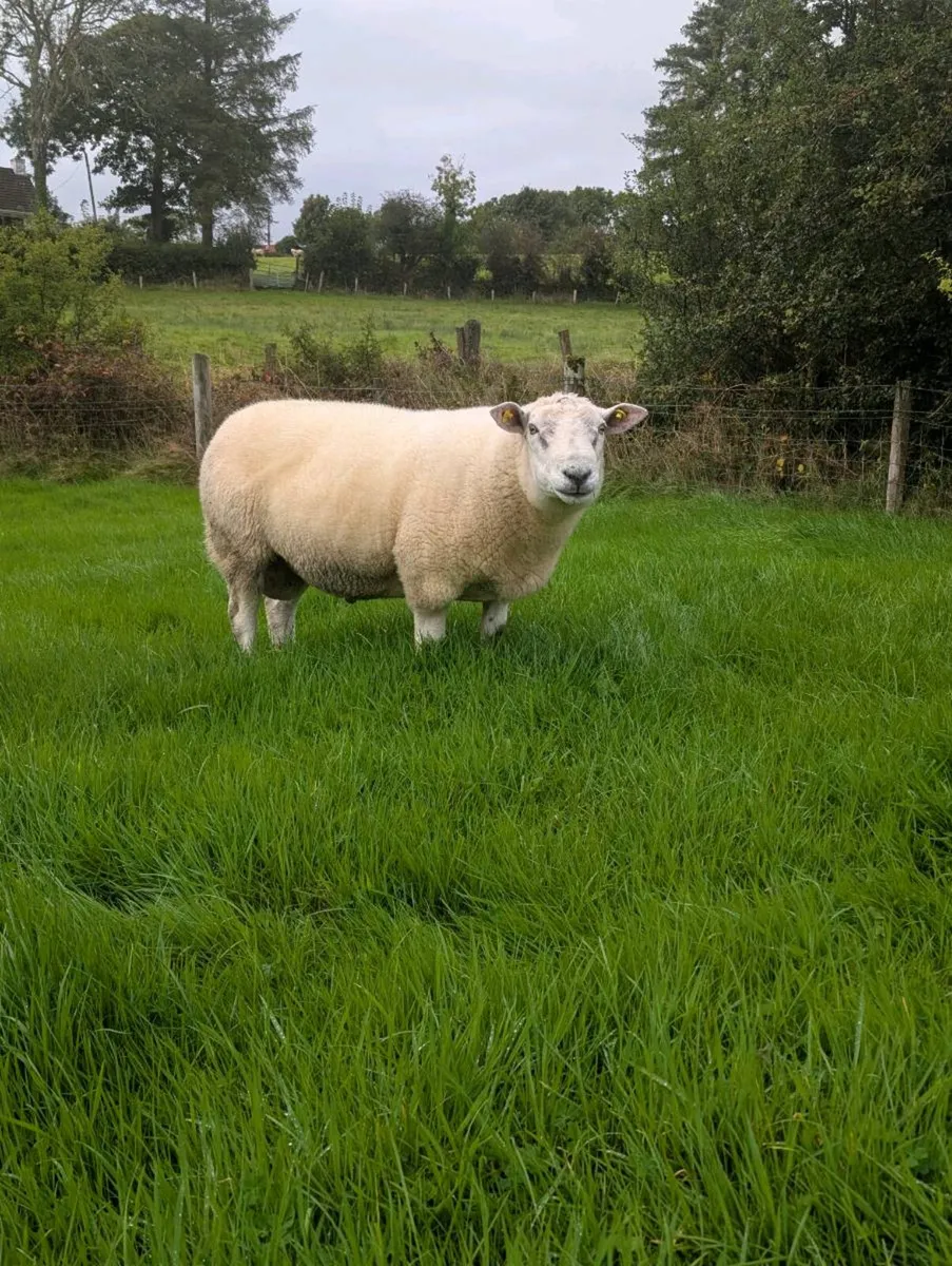 Pedigree Belclare Hogget Rams - SIS 5⭐ - Image 3
