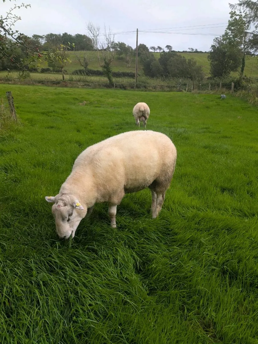 Pedigree Belclare Hogget Rams - SIS 5⭐ - Image 4