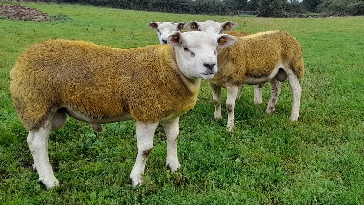 SIS PBR Texel Ram Lambs - Image 1