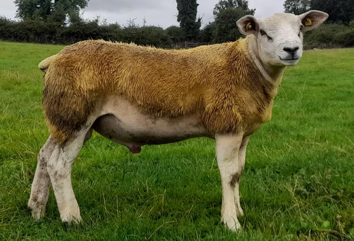 SIS PBR Texel Ram Lambs - Image 4