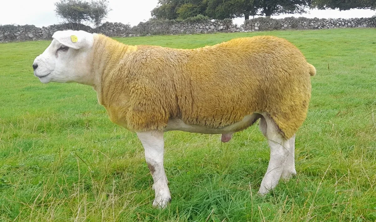 SIS PBR Texel Ram Lambs - Image 2