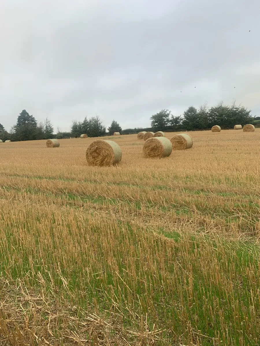 Straw - Image 1
