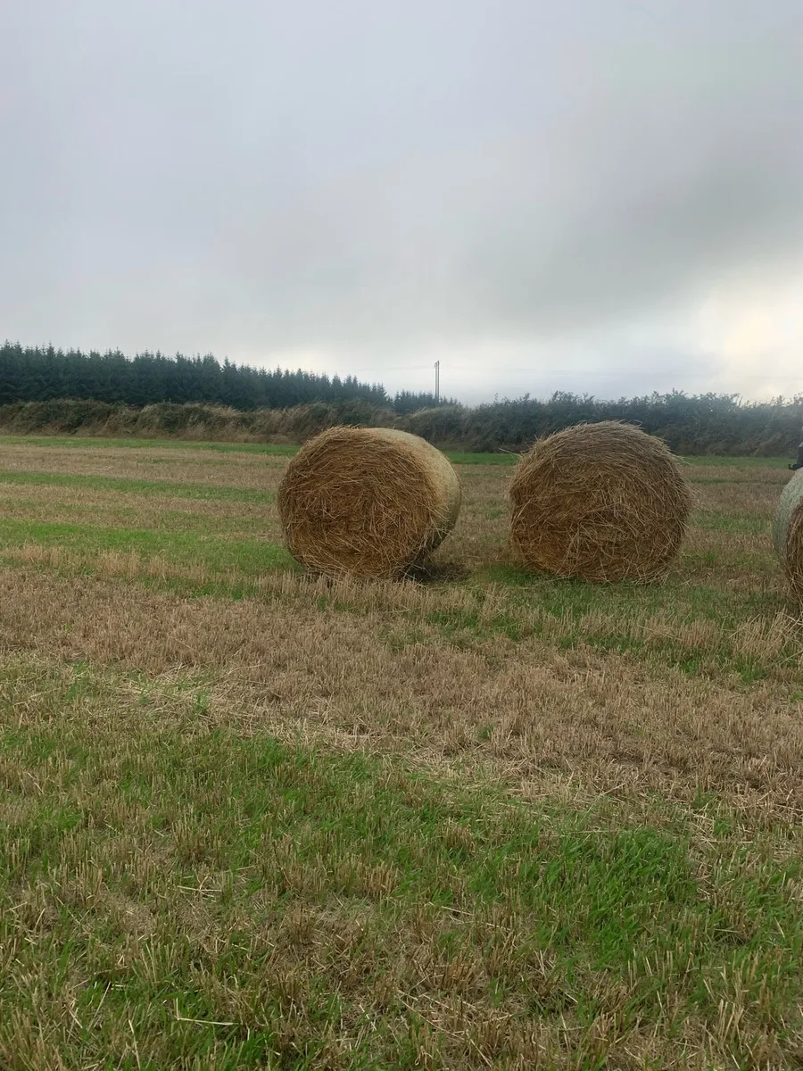 Straw - Image 2